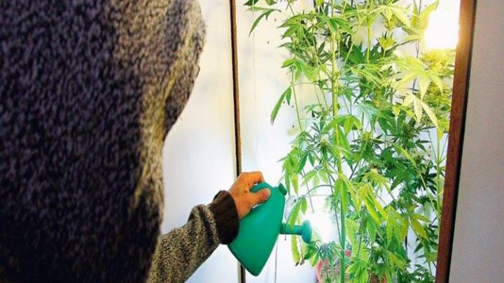 Autocultivo de Cannabis habrá que registrarse para que sea legal