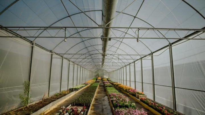 LA PRODUCCIÓN PROPIA DE PLANTAS Y ÁRBOLES DE LA MUNICIPALIDAD DE USHUAIA PERMITIÓ AHORRAR  7 MILLONES DE PESOS