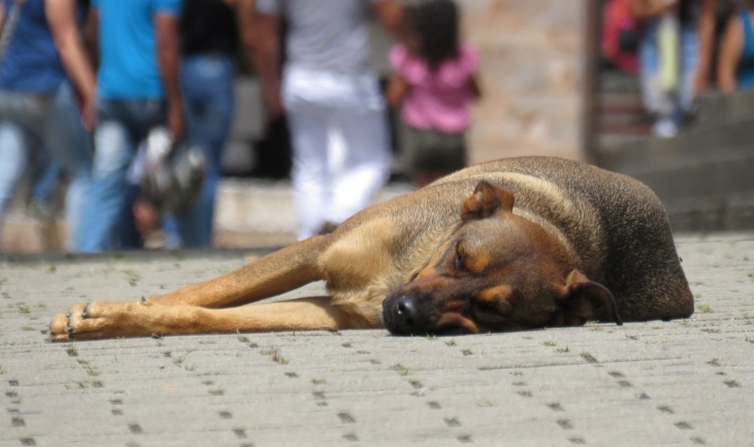 Comenzó el primer juicio por abandono animal Comenzó el primer juicio por abandono animal