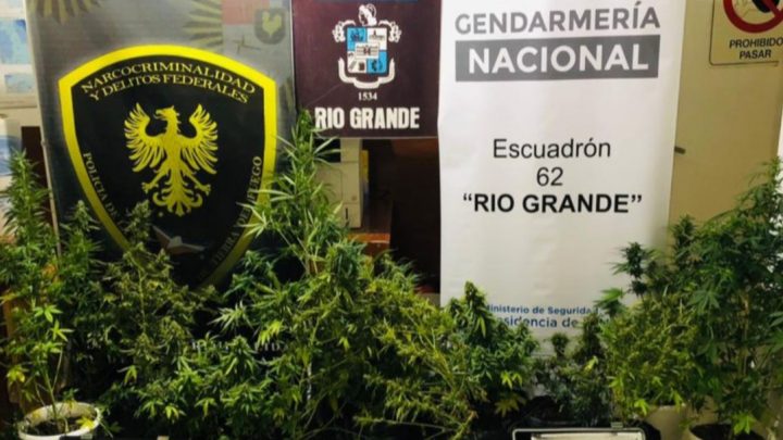 Insólito: Usaban dos viviendas del IPV como invernaderos para marihuana