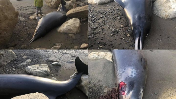 Hallaron dos zifios muertos en las costas de TDF