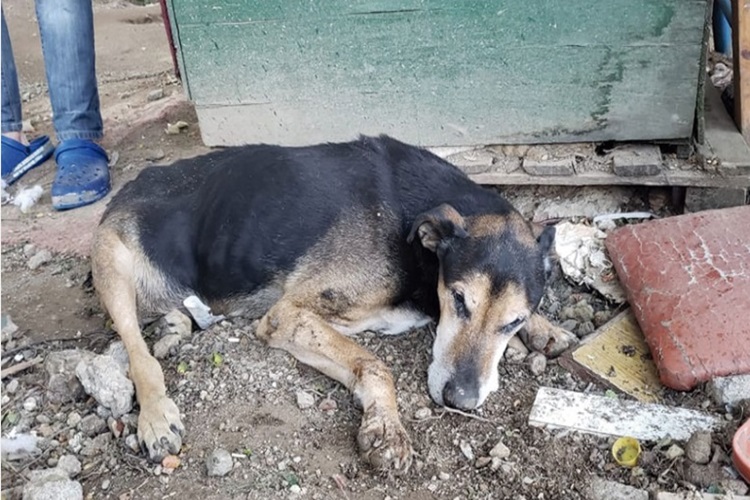 En Ushuaia, protectora denuncio a propietarios de un perro que murio abandonado En Ushuaia, protectora denuncio a propietarios de un perro que murio abandonado