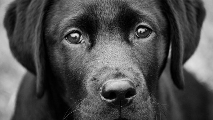Esa mirada: los perros intentan establecer contacto visual con los humanos para formar un vínculo más rápido