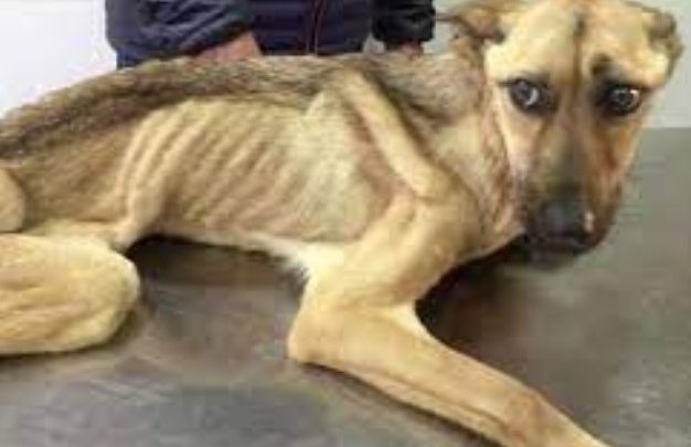 Prohíben a pareja vegana tener mascotas por no darles de comer carne