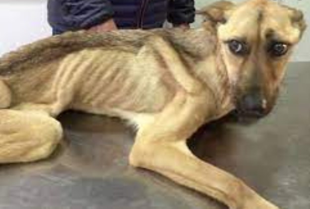 Prohíben a pareja vegana tener mascotas por no darles de comer carne