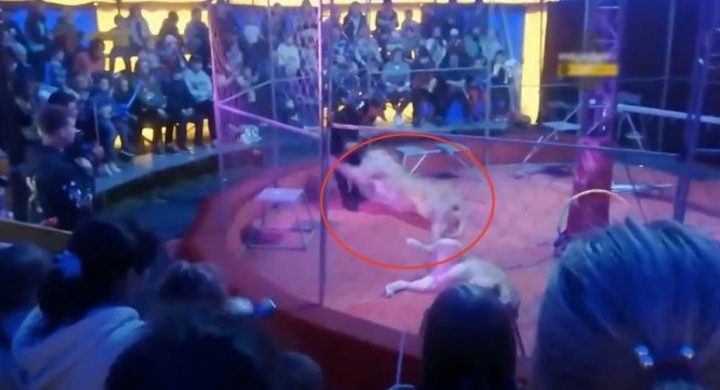 El escalofriante ataque de dos leonas a su domador en el circo