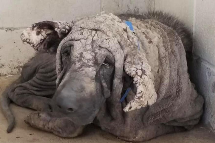 La conmovedora transformación de un perro rescatado que “parecía una piedra”
