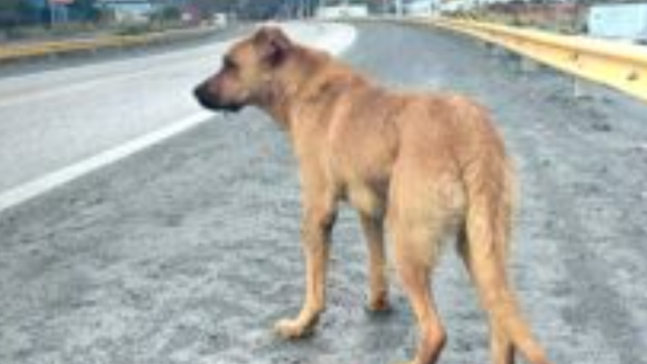 “En nuestra ciudad la mayoría de los perros sueltos están chipeados, tienen dueños”, indicó Marcucci
