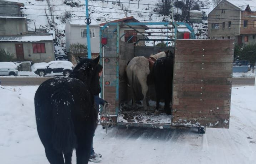 LA MUNICIPALIDAD DE USHUAIA PARTICIPA EN RESCATES EQUINOS POR LA SITUACIÓN CLIMÁTICA