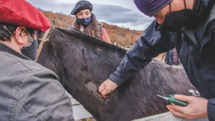 La Municipalidad de Ushuaia realizó una jornada de chipeo a equinos