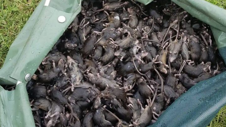 Australia se enfrenta a la peor plaga de roedores: el desesperante testimonio de un agricultor