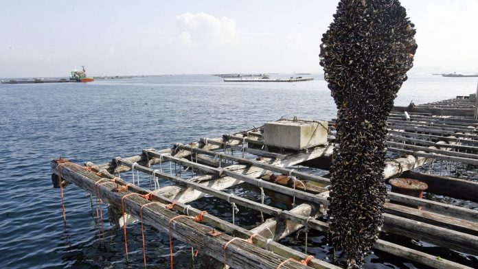 New San quiere producir mejillones mediante acuicultura en la Provincia New San quiere producir mejillones mediante acuicultura en la Provincia