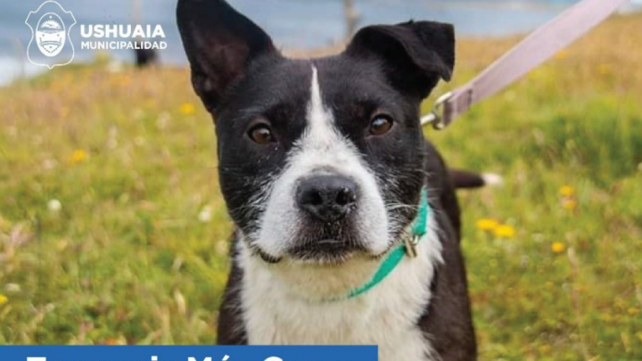 EL PROGRAMA MUNICIPAL DE USHUAIA “ZOONOSIS MÁS CERCA”  TENDRÁ SU JORNADA EN EL BARRIO PERÓN