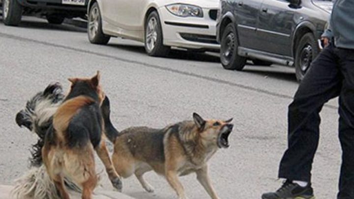 Vecino de Ushuaia deberá pagar casi $100 mil de multa por mordedura de su perro