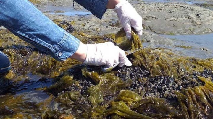 Producirán fideos con algas y tendrán sabor a calamar.