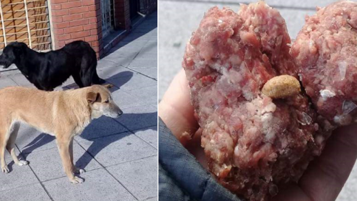 ATENCIÓN: Denuncian que ya murieron 4 perros por  comer carne con vidrios en Río Grande