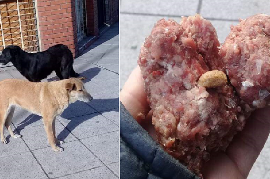 ATENCIÓN: Denuncian que ya murieron 4 perros por  comer carne con vidrios en Río Grande