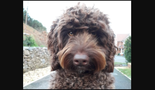Digby, el perro que evitó el suicidio de una mujer