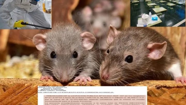 CASI VIENTE MILLONES A UNA EMPRESA DE BUE PARA DESRATIZAR COLEGIOS EN TDF