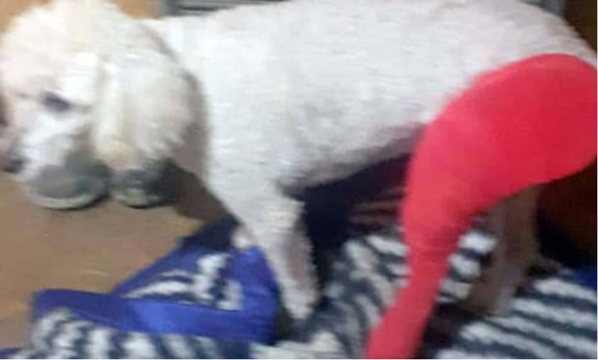 Reclaman una pensión vitalicia para un perro que perdió una pata por un piedrazo intencional