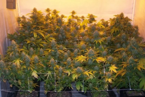 Fueguinos habilitados por el Reprocann para plantar marihuana