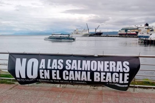 En Tierra del Fuego por Ley se prohibirá la cría de salmones