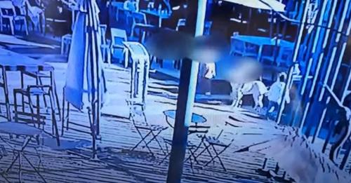 Polémica: un perro atacó a su hijito y lo mató de una patada