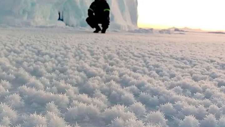 Qué son las «flores de hielo» que aparecieron en la Antártida