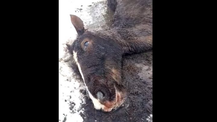 Denuncian abandono de una yegua que murió atacada por perros sueltos