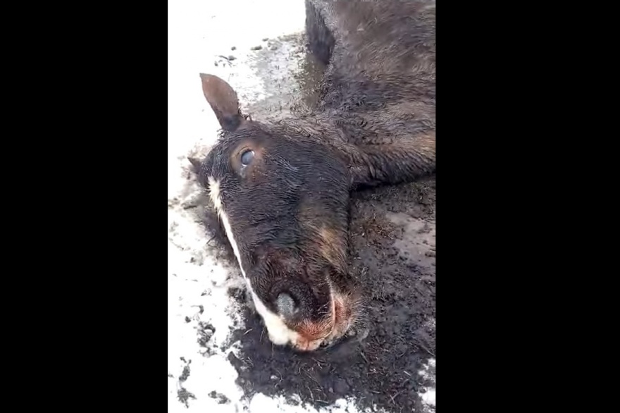 Denuncian abandono de una yegua que murió atacada por perros sueltos Denuncian abandono de una yegua que murió atacada por perros sueltos
