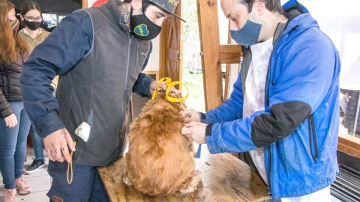 “Zoonosis Más Cerca” estará en el centro comunitario municipal del barrio Los Morros