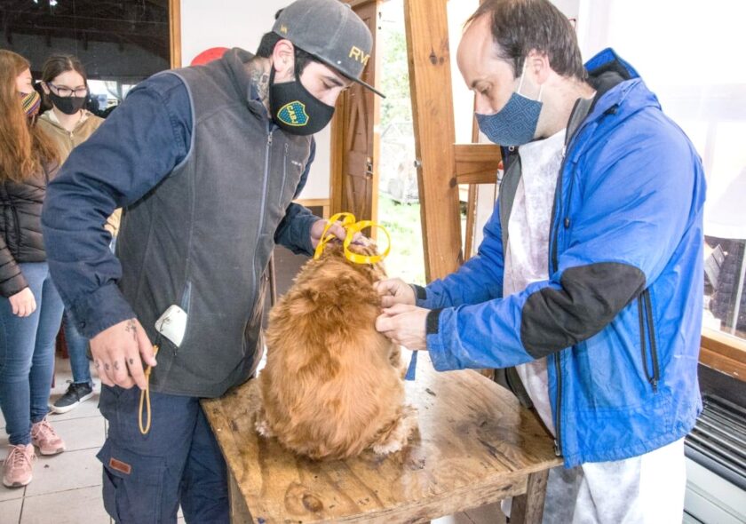 “Zoonosis Más Cerca” estará en el centro comunitario municipal del barrio Los Morros “Zoonosis Más Cerca” estará en el centro comunitario municipal del barrio Los Morros