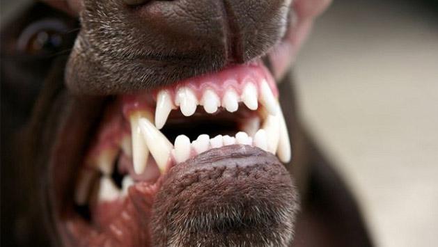 El dueño del perro que mordió a un niño en Tolhuin deberá pagar unos $140 mil El dueño del perro que mordió a un niño en Tolhuin deberá pagar unos $140 mil