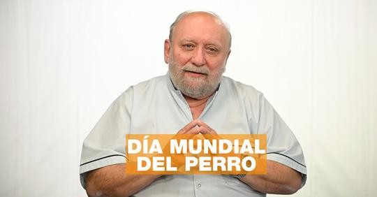 Día mundial del perro: 5 pautas universales para mejorar nuestra relación con el mejor amigo del hombre