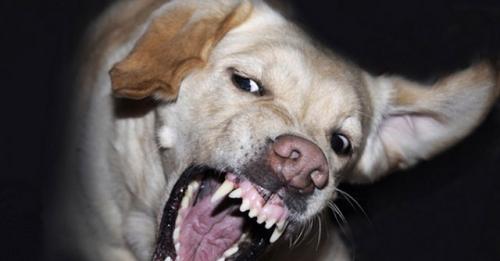 Terrible: Un perro atacó y lastimó gravemente a un niño en sus genitales en Tolhuin Terrible: Un perro atacó y lastimó gravemente a un niño en sus genitales en Tolhuin