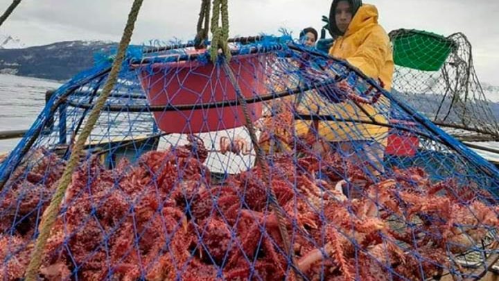 La Centolla Fueguina, el “tesoro” del mar argentino que se vende a u$s 30.000 la tonelada