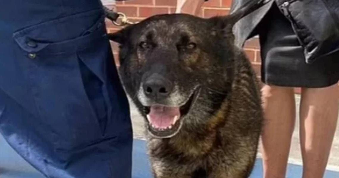 Kaiser, el perro policía que volvió a trabajar luego de ser apuñalado en la cabeza