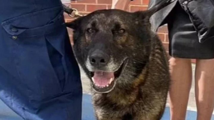 Kaiser, el perro policía que volvió a trabajar luego de ser apuñalado en la cabeza