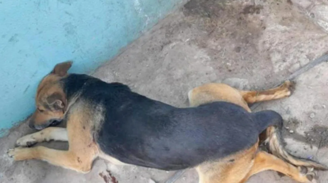 Indignante: le tenía «bronca» al perro de la vecina, tomó su rifle y lo mató a balazos
