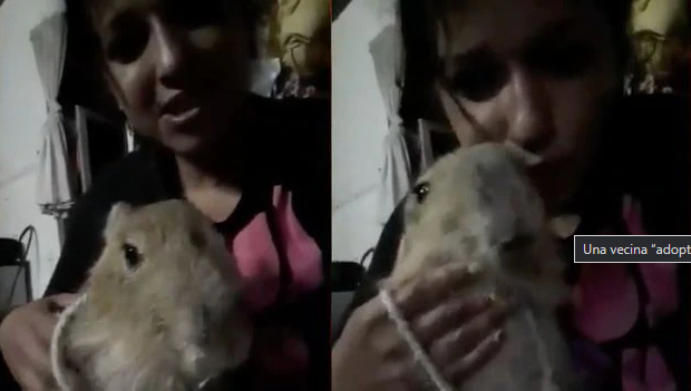 Una vecina “adoptó” un carpincho bebé y lo mostró en vivo