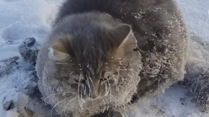 Una Pareja Rescató A Este Gato Que Tenía Sus Cuatro Patas Congeladas Y No Podía Moverse