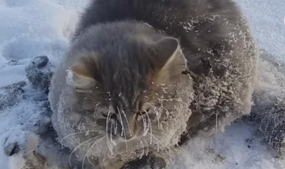 Una Pareja Rescató A Este Gato Que Tenía Sus Cuatro Patas Congeladas Y No Podía Moverse