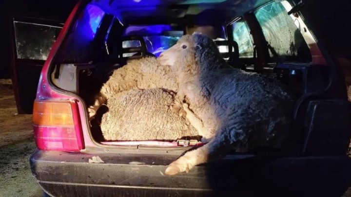 EL CALAFATE: Detuvieron a sujetos con 5 ovejas a bordo de un Fiat Uno