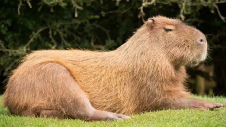 Los Carpinchos Son Tendencia Y Casi El 90% De Los Argentinos Adoptaría Uno