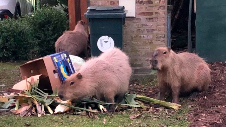 Carpinchos en Nordelta: ahora los vecinos exigen «un traslado» de los animales