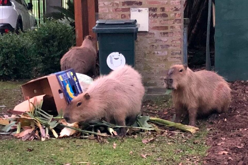 Carpinchos en Nordelta: ahora los vecinos exigen «un traslado» de los animales Carpinchos en Nordelta: ahora los vecinos exigen «un traslado» de los animales