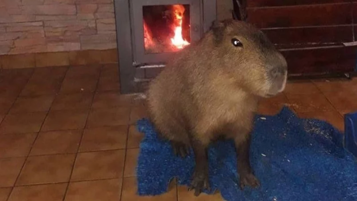 Marlín, el carpincho de Mar del Sur que decidió vivir con una familia y sus tres perros