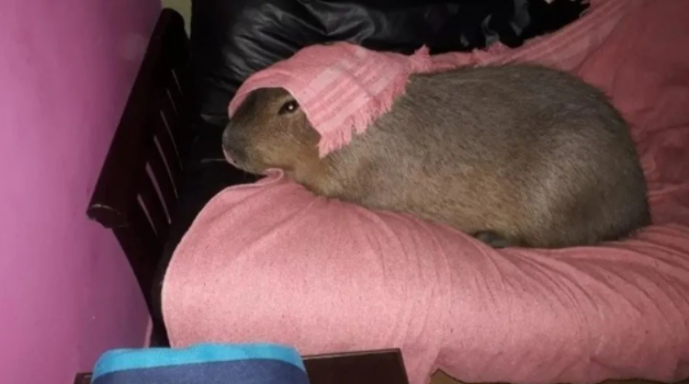 Familia adoptó carpincho como mascota: «Duerme en la cama» de sus dueños y «juega con los perros»