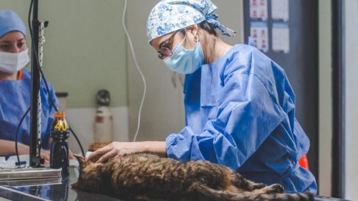 Tenencia responsable: Se esterilizaron más de 70 mascotas