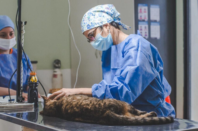Tenencia responsable: Se esterilizaron más de 70 mascotas Tenencia responsable: Se esterilizaron más de 70 mascotas
